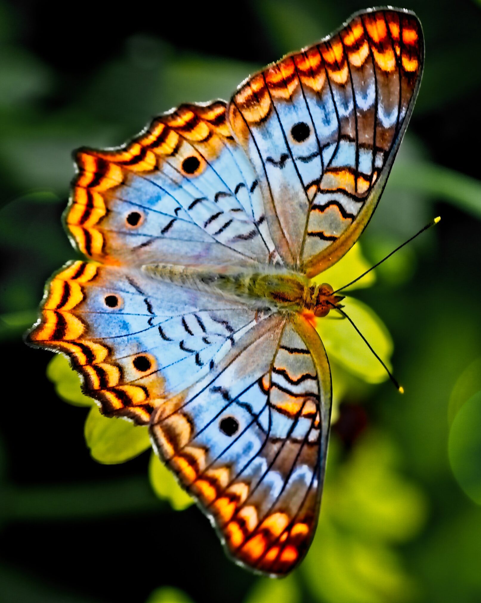 alfred-schrock-shoE2y51uX0-unsplash Schmetterling