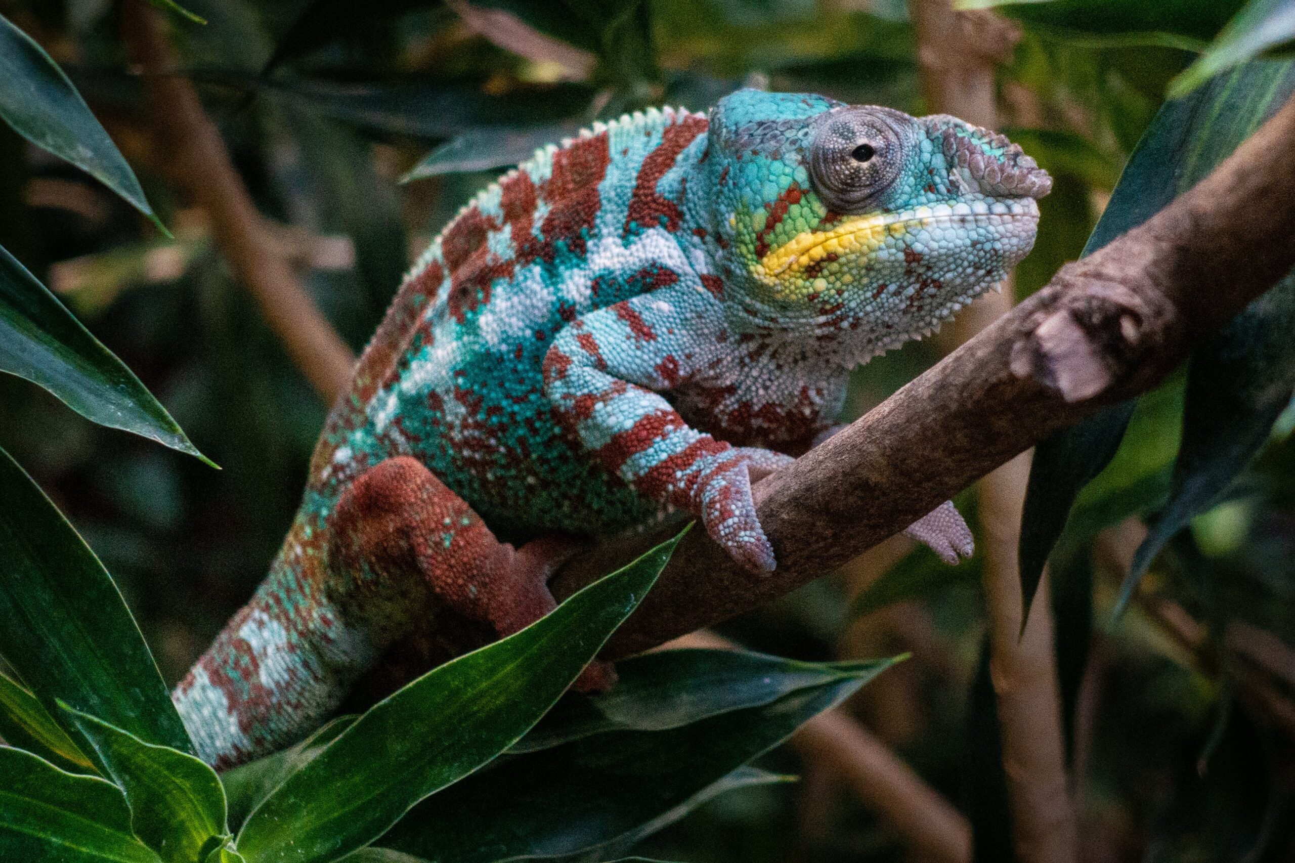 martin-kleppe-rmdk3aJmLZw-unsplash Chamäleon
