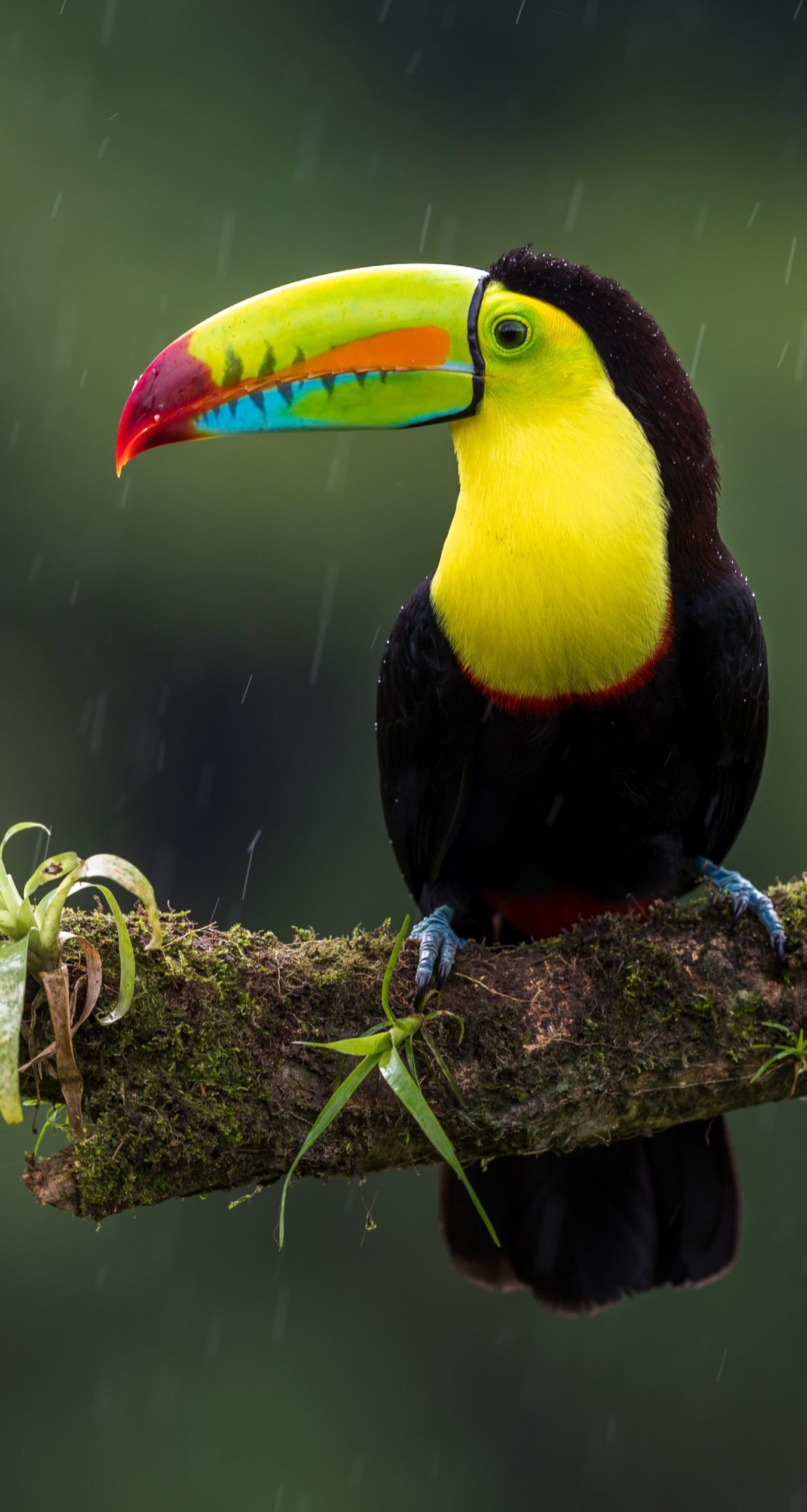 zdenek-machacek-eqXiLNfZDc0-unsplash Vogel